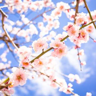 Colorful spring trees wallpaper