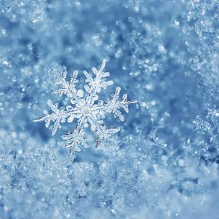 Winter 4k close up wallpaper