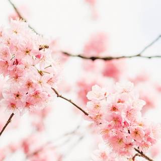 Blossom pink aesthetic PC wallpaper