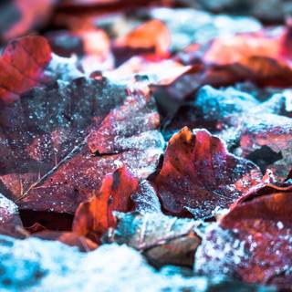 Winter red leaves wallpaper