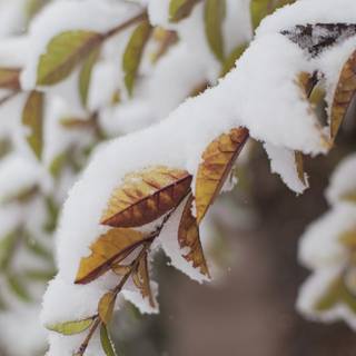 Winter 4k close up wallpaper