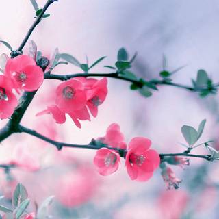 Peach spring flowers wallpaper