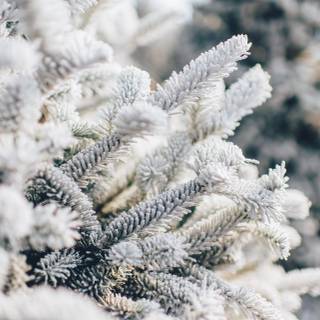 Winter 4k close up wallpaper