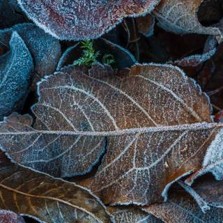 Winter 4k close up wallpaper