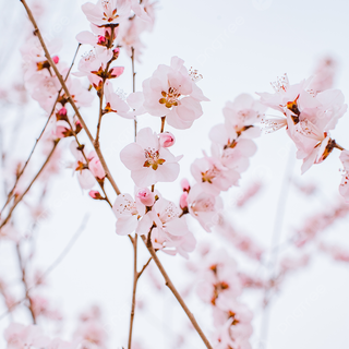 Peach spring flowers wallpaper