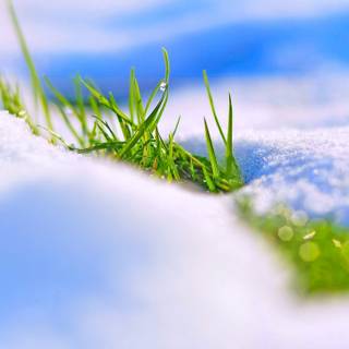 Winter 4k close up wallpaper