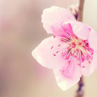 Peach spring flowers wallpaper
