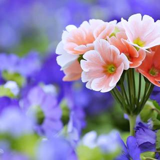 Peach spring flowers wallpaper