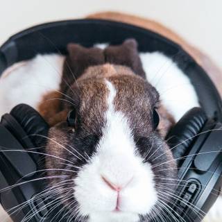 Guinea pig with bunny wallpaper