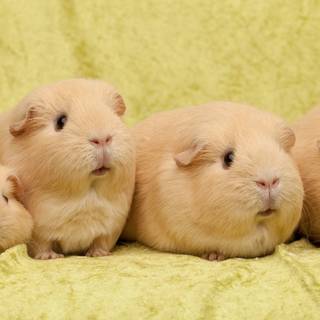 Guinea pig with bunny wallpaper
