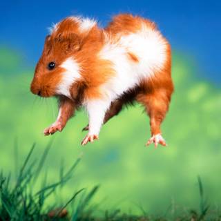 Guinea pig with bunny wallpaper