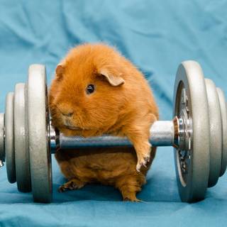 Guinea pig with bunny wallpaper