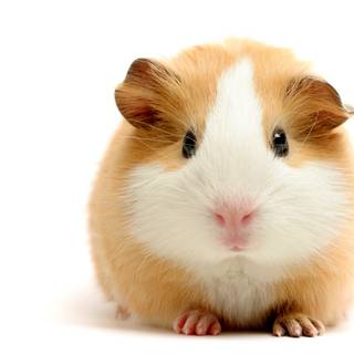 Guinea pig with bunny wallpaper