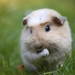 Guinea pig with bunny wallpaper