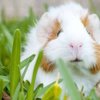 Guinea pig with bunny wallpaper