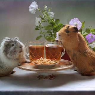 Guinea pig with bunny wallpaper