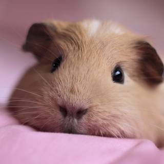 Guinea pig with bunny wallpaper