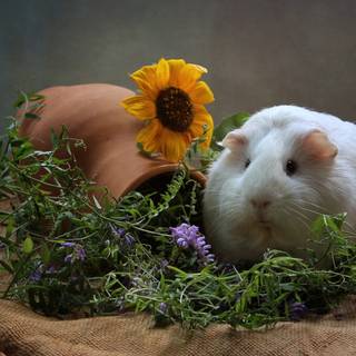 Guinea pig with bunny wallpaper