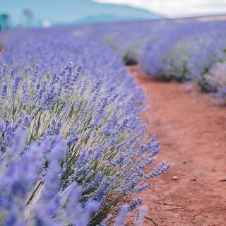 Lavender farm wallpaper