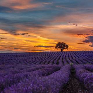 Lavender farm wallpaper