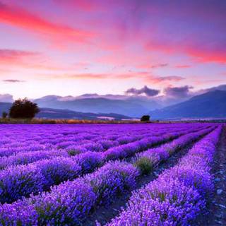 Lavender farm wallpaper