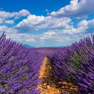 Lavender farm wallpaper