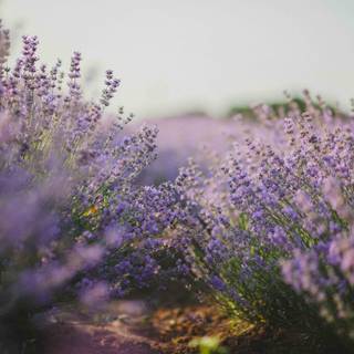 Lavender farm wallpaper