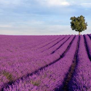 Lavender farm wallpaper