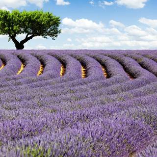 Lavender farm wallpaper