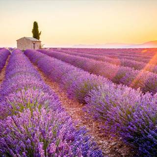 Lavender farm wallpaper