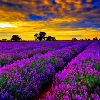 Lavender farm wallpaper