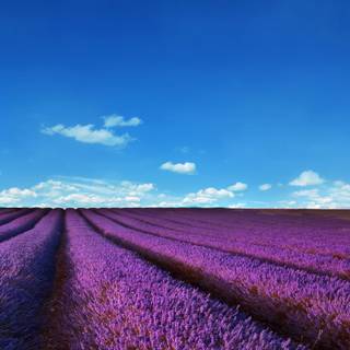 Lavender farm wallpaper