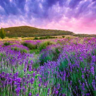 Lavender farm wallpaper