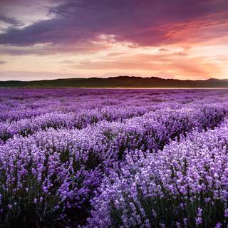 Lavender farm wallpaper