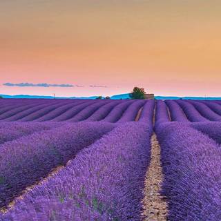 Lavender farm wallpaper