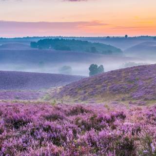 Lavender farm wallpaper
