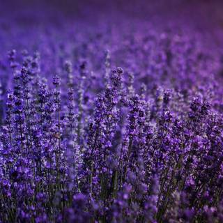 Lavender farm wallpaper