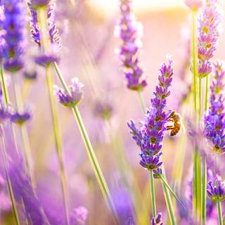 Lavender farm wallpaper
