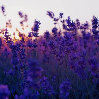 Lavender farm wallpaper
