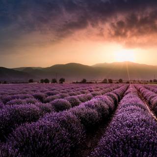 Lavender farm wallpaper