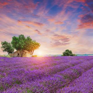 Lavender farm wallpaper