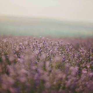 Lavender farm wallpaper