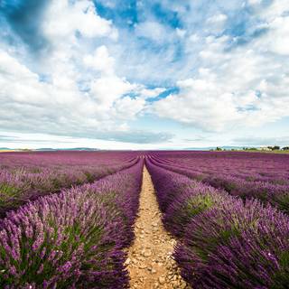 Lavender farm wallpaper
