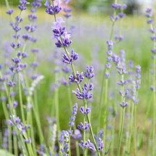 Lavender farm wallpaper