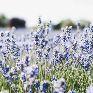 Lavender farm wallpaper