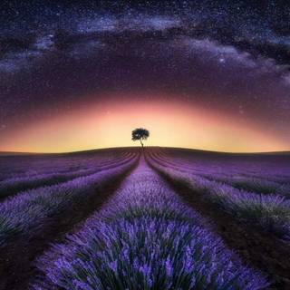 Lavender farm wallpaper