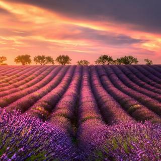 Lavender farm wallpaper