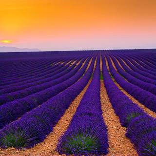 Lavender farm wallpaper