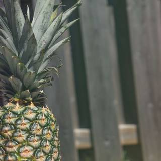 Summer vibes computer wallpaper