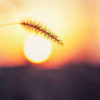 Cool summer sun wallpaper